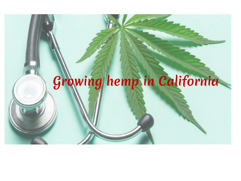 Growing hemp in California
