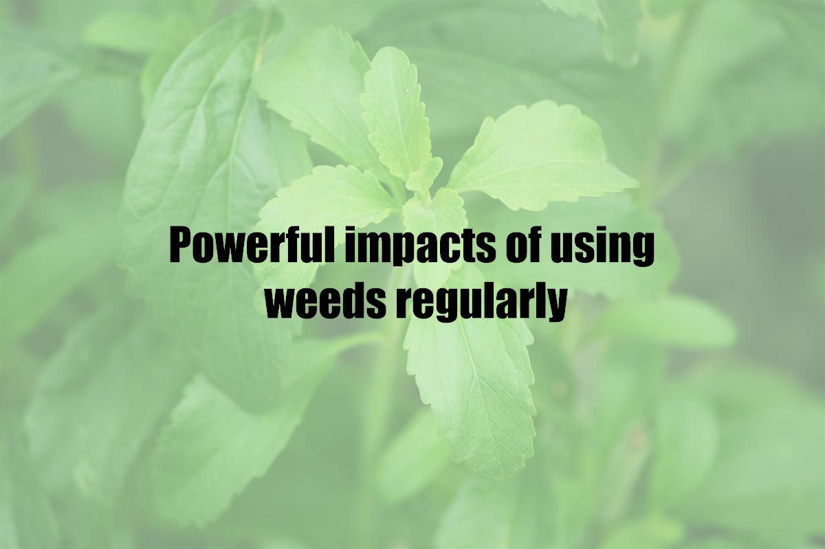 Powerful impacts of using weeds regularly